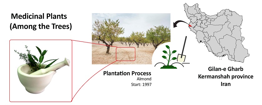 Plantation process, a conservation and local community empowerment approach to climate change in western Iran 