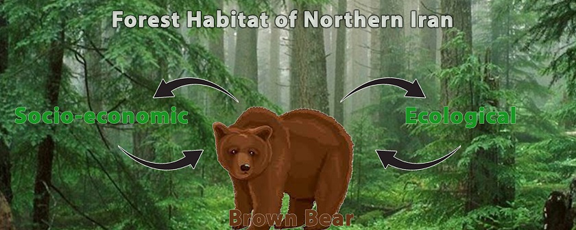 Biological and socio-economic function of brown bear (<i>Ursus arctos syriacus</i>) in the form of ecological silviculture concepts in Hyrcanian forest 