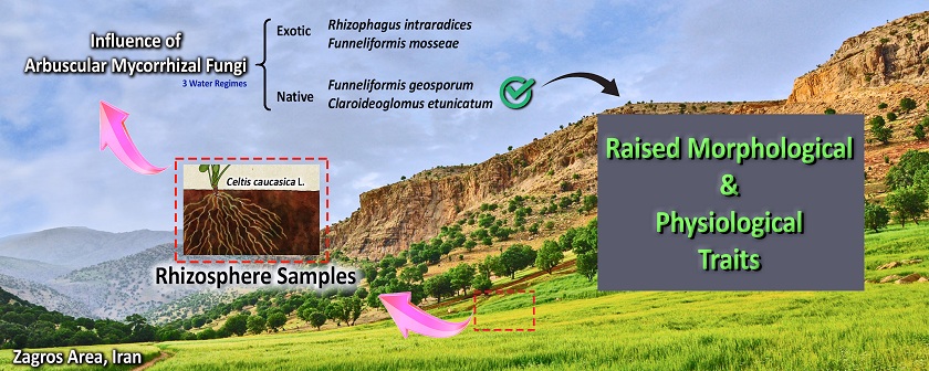 Changes in morphological and biochemical properties of <i>Celtis caucasica</i> L. mycorrhizal fungi-inoculated under drought stress condition 