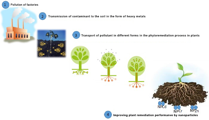 Assessment of some effects of nano-particles in phytoremediation 