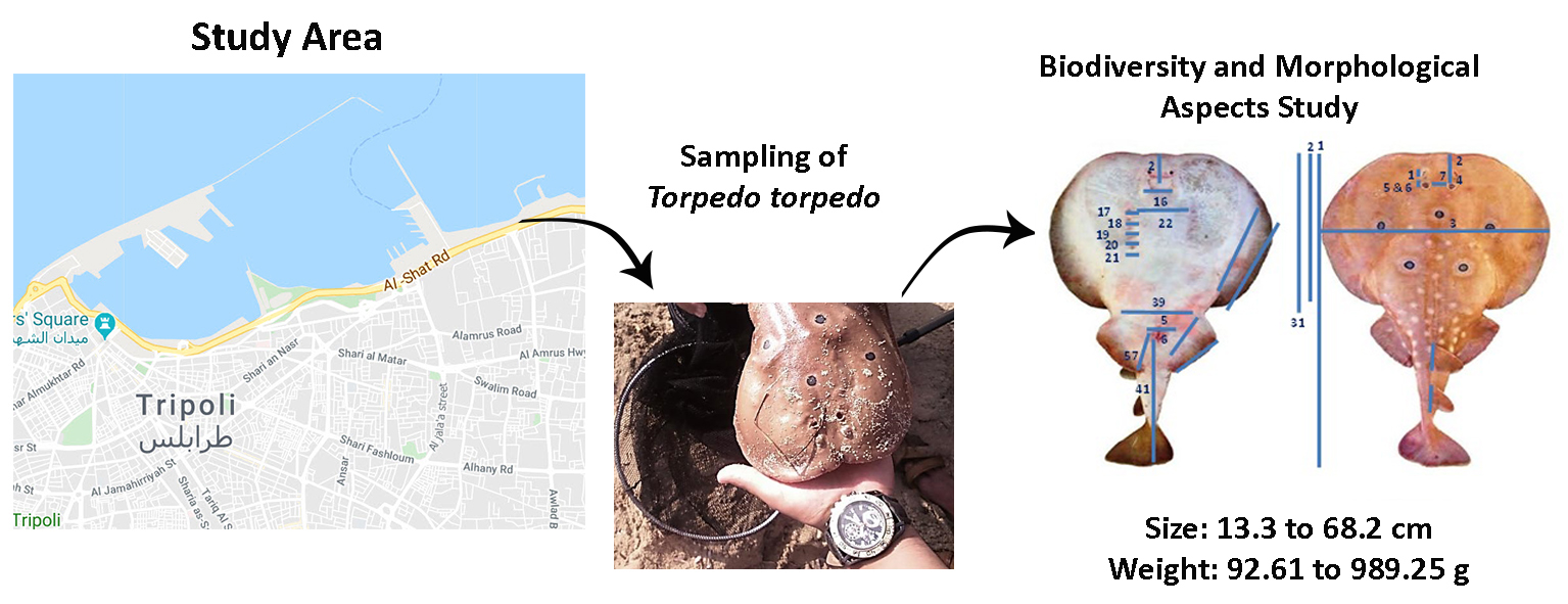 Biodiversity aspects of Common Torpedo (Torpedo torpedo) in by-catch in Sidi Sha’ab Harbour, Tripoli, Libya 